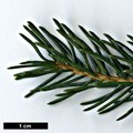 SpeciesSub: var. reflexa